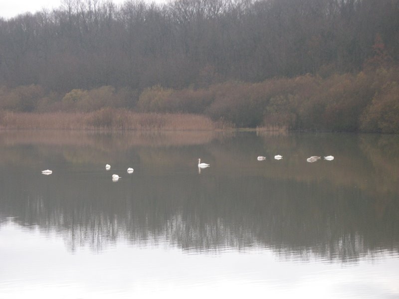 2006 12 Ornitho St Hubert 06